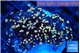 Euphyllia glabrescens joker golden tip 3-6 cm WYSIWYG acclimaté