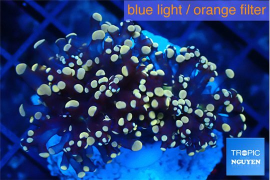 Euphyllia glabrescens joker golden tip 3-6 cm WYSIWYG acclimaté