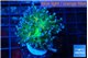 Euphyllia paradivisa green sunset 3-6 cm WYSIWYG acclimaté