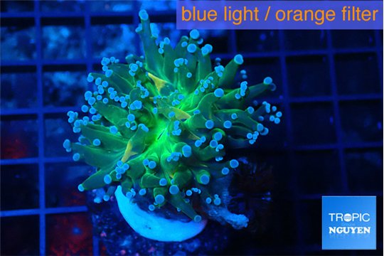Euphyllia paradivisa green sunset 3-6 cm WYSIWYG acclimaté