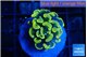 Euphyllia paraancora green gold 2-3 cm WYSIWYG acclimaté