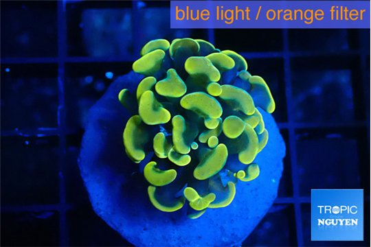 Euphyllia paraancora green gold 2-3 cm WYSIWYG acclimaté