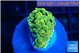 Euphyllia paraancora green gold 2-3 cm WYSIWYG acclimaté