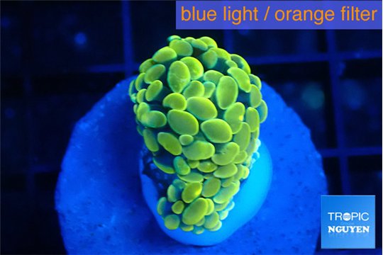 Euphyllia paraancora green gold 2-3 cm WYSIWYG acclimaté