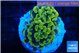 Euphyllia paraancora green gold 3-5 cm WYSIWYG acclimaté
