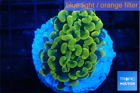 Euphyllia paraancora green gold 3-5 cm WYSIWYG acclimaté