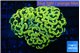 Euphyllia paraancora green gold 4-8 cm WYSIWYG acclimaté