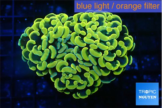 Euphyllia paraancora green gold 4-8 cm WYSIWYG acclimaté