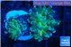 Euphyllia paradivisa green sunset 3-5 cm WYSIWYG acclimaté