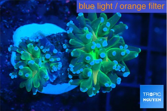 Euphyllia paradivisa green sunset 3-5 cm WYSIWYG acclimaté