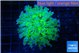 Euphyllia paradivisa green purple 3-5 cm WYSIWYG acclimaté