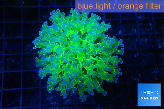 Euphyllia paradivisa green purple 3-5 cm WYSIWYG acclimaté