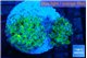 Euphyllia paradivisa green purple 3-6 cm WYSIWYG acclimaté