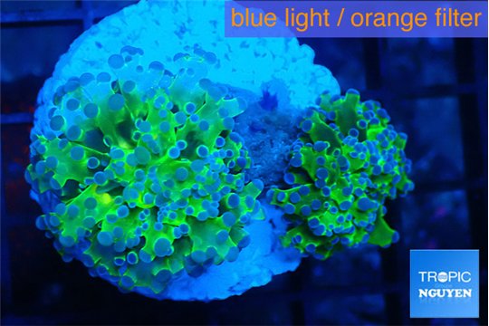 Euphyllia paradivisa green purple 3-6 cm WYSIWYG acclimaté