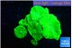 Caulastrea neon green 6 polyps WYSIWYG acclimaté