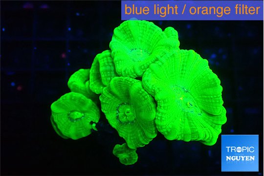 Caulastrea neon green 6 polyps WYSIWYG acclimaté