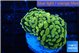 Euphyllia paraancora green gold 3-5 cm WYSIWYG acclimaté