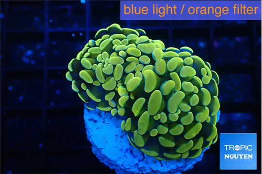 Euphyllia paraancora green gold 3-5 cm WYSIWYG acclimaté