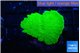 Montipora green cap 2-3 cm WYSIWYG acclimaté