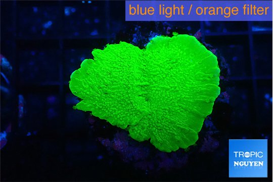 Montipora green cap 2-3 cm WYSIWYG acclimaté