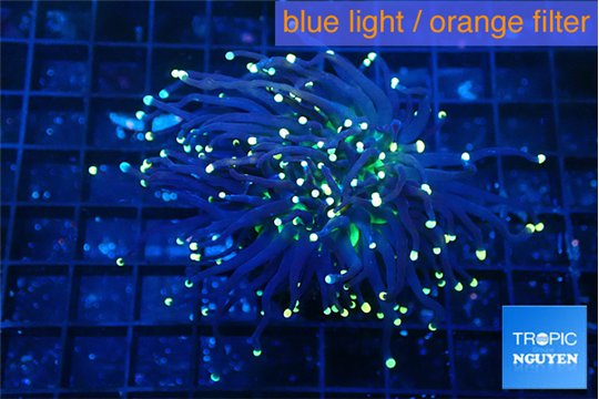 Euphyllia glabrescens joker golden tip 3-6 cm WYSIWYG acclimaté
