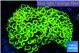 Euphyllia ancora green gold 8-14 cm WYSIWYG acclimaté