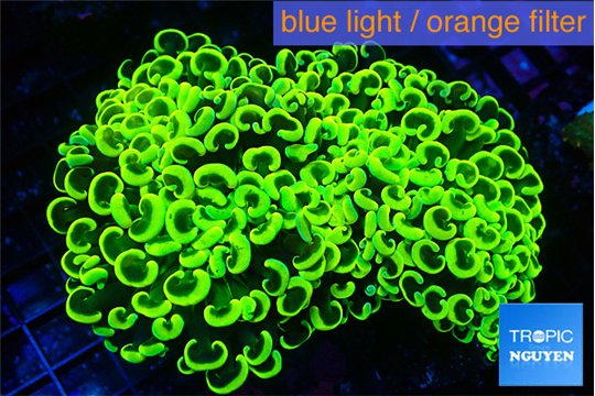 Euphyllia ancora green gold 8-14 cm WYSIWYG acclimaté