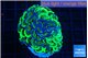 Euphyllia paraancora reverse green 3-6 cm WYSIWYG acclimaté