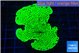 Montipora green 4-5 cm WYSIWYG acclimaté