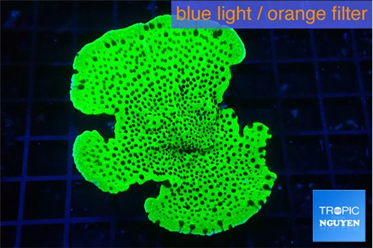 Montipora green 4-5 cm WYSIWYG acclimaté