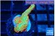 Montipora red fire forest 2-3 cm WYSIWYG acclimaté