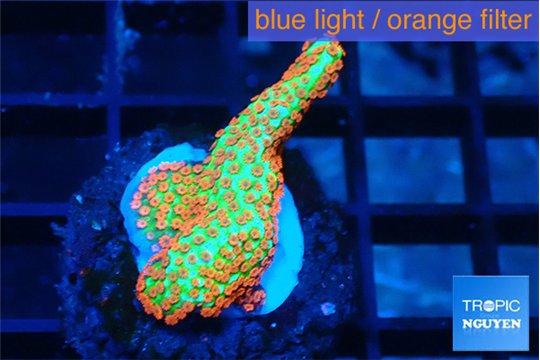 Montipora red fire forest 2-3 cm WYSIWYG acclimaté