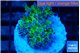 Euphyllia paradivisa green purple 3-5 cm WYSIWYG acclimaté