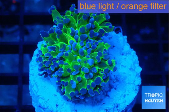 Euphyllia paradivisa green purple 3-5 cm WYSIWYG acclimaté