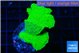 Montipora green cap 3-4 cm WYSIWYG acclimaté