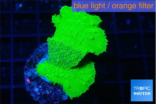 Montipora green cap 3-4 cm WYSIWYG acclimaté