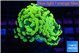 Euphyllia paraancora green gold 3-5 cm WYSIWYG acclimaté