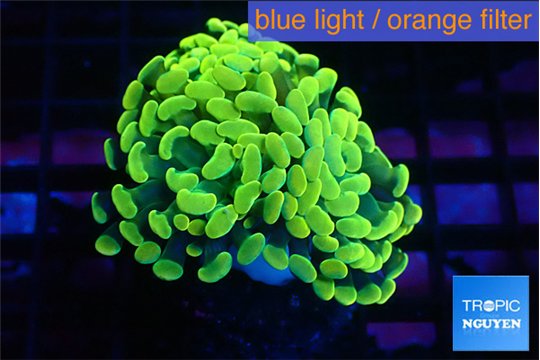 Euphyllia paraancora green gold 3-5 cm WYSIWYG acclimaté
