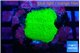 Montipora green cap 1-2 cm WYSIWYG acclimaté