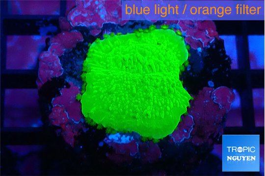 Montipora green cap 1-2 cm WYSIWYG acclimaté