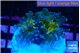 Euphyllia paradivisa green sunset 2-4 cm WYSIWYG acclimaté