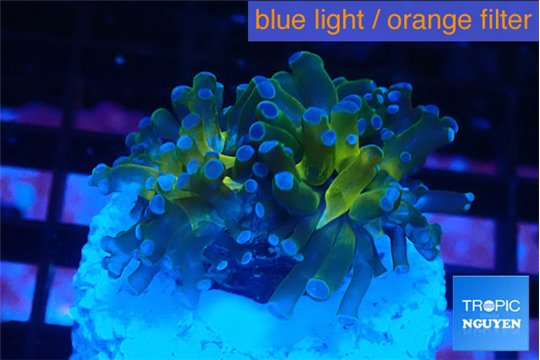 Euphyllia paradivisa green sunset 2-4 cm WYSIWYG acclimaté