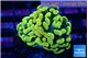 Euphyllia paraancora green gold 3-5 cm WYSIWYG acclimaté
