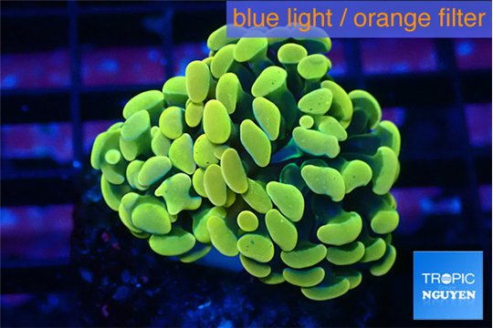 Euphyllia paraancora green gold 3-5 cm WYSIWYG acclimaté