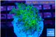 Euphyllia paradivisa green purple 3-5 cm WYSIWYG acclimaté