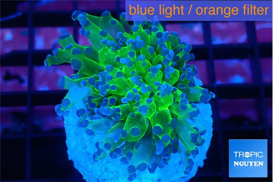Euphyllia paradivisa green purple 3-5 cm WYSIWYG acclimaté