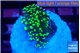 Euphyllia paraancora green gold 2-3 cm WYSIWYG acclimaté
