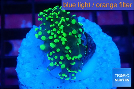 Euphyllia paraancora green gold 2-3 cm WYSIWYG acclimaté