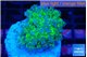 Euphyllia paradivisa green purple 3-5 cm WYSIWYG acclimaté