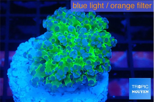 Euphyllia paradivisa green purple 3-5 cm WYSIWYG acclimaté